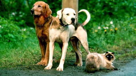 Homeward Bound: The Incredible Journey